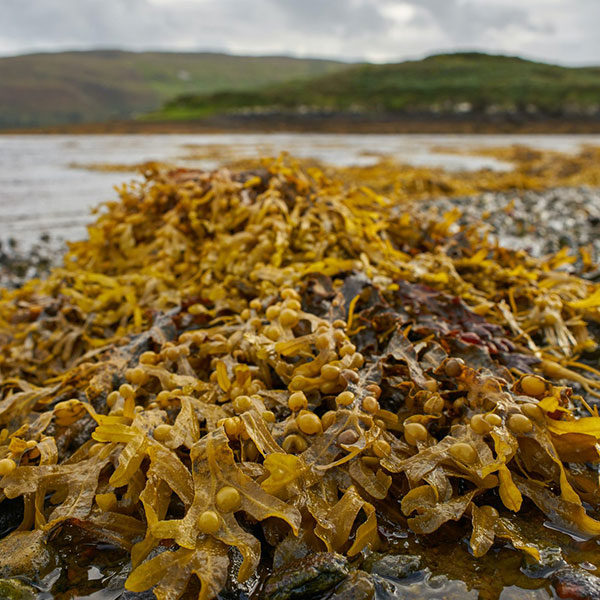 Scotland-shore-cropped