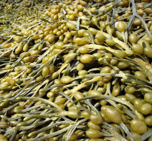 Why Seaweed?
