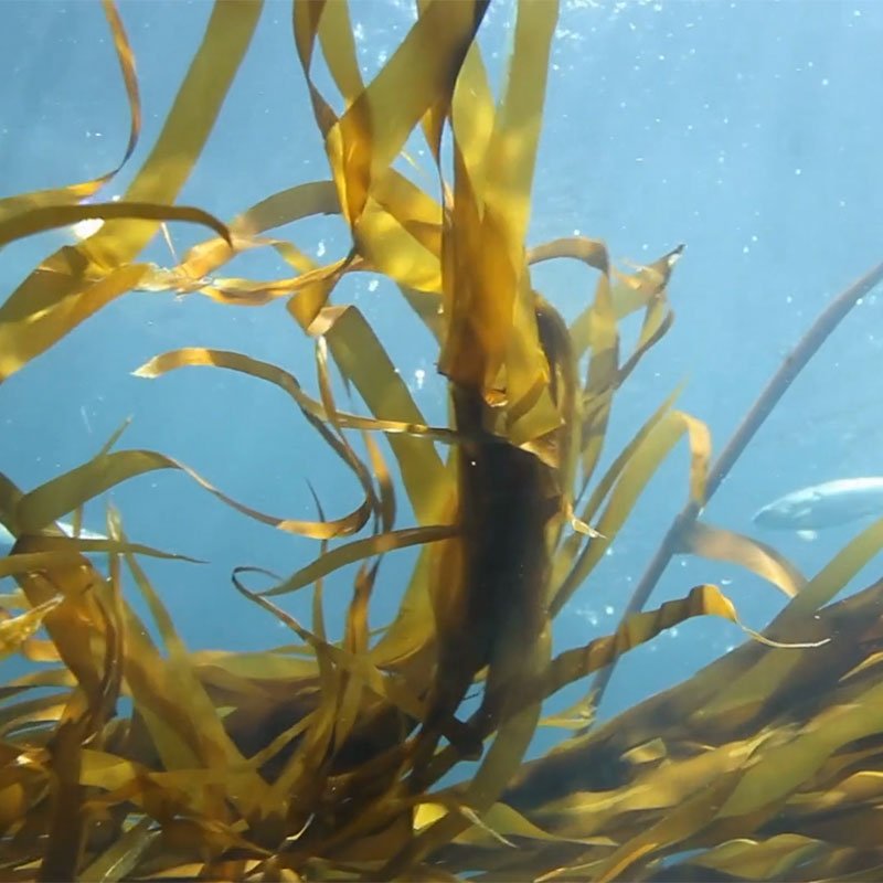 crop-smith-seaweed